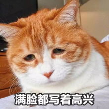 幽默图片搞笑段子 猫与狗你选哪一个