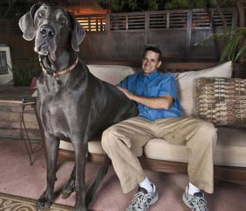 国外最有地位和身份的狗狗, 体重70kg, 人称 太阳神犬