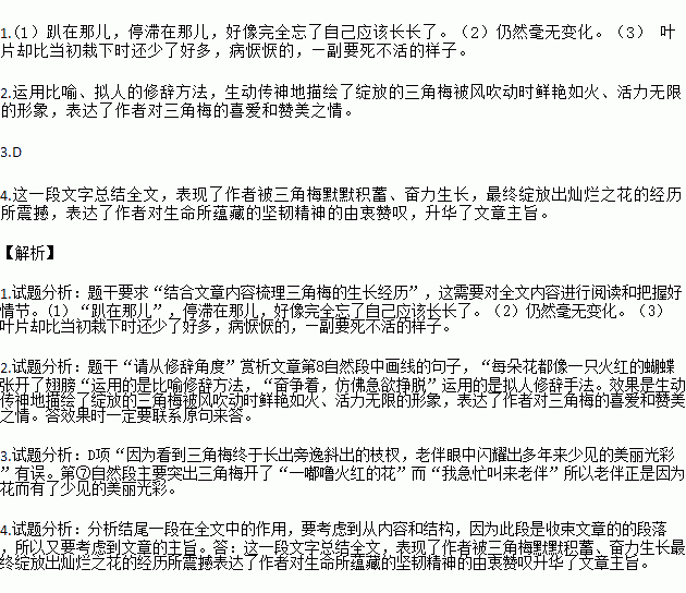 三角梅的閱讀理解答案