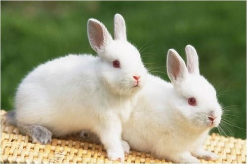 属 兔 的人出生在几月,命是真的好,福是真的旺