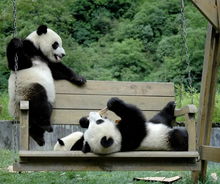 来,今儿咱聊聊 天下卧龙,熊猫王国