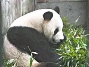 别以为熊猫不是猛兽,小心古古咬你