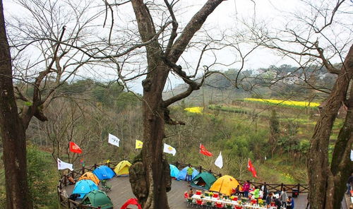 宁波已发现十处古树群,有风景也有历史,乡村旅游目的地