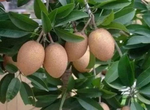 农村山上有一种果子长在树上, 鸡蛋 ,市面上价值80元一斤
