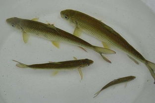 中国四大贵族鱼分别是什么鱼 看完发现自己一种也没吃过 
