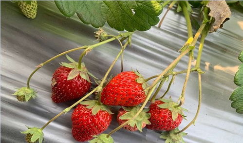 浅谈红颜草莓与章姬草莓的栽培技术区别,红颜草莓和章姬草莓哪个甜