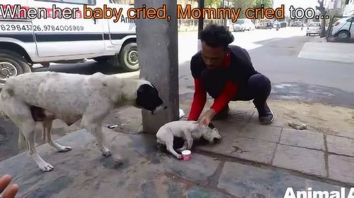 一只求助的狗妈妈,求助路人救救生病的小奶狗 