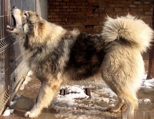 鄂伦春族的猛犬,中国第一护山犬,比藏獒还要凶猛