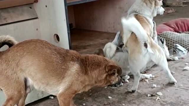三只狗狗在一起打架,主人来都阻止不住它,眼前的画面非常搞笑 