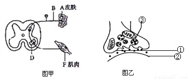 下图中的图甲是当A接受一定强度刺激后引起F收缩过程的示意图.图乙为图甲中D结构的放大示意图.请回答 1 用针刺A时.能引起F收缩.该现象叫做 ,针刺引起疼痛.产生痛觉的部位是 