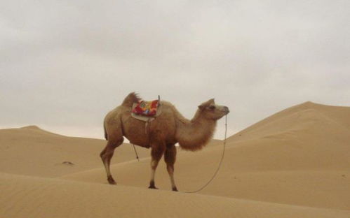民间流传 渴死的骆驼不能碰 ,真的有科学依据吗 