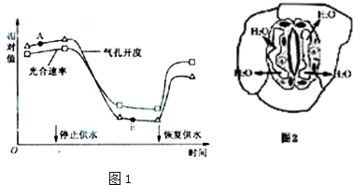 某植物在停止供水和恢复供水条件下,气孔 即气孔开放程度 与光合速率的变化如图所示.图2为该植物叶片 