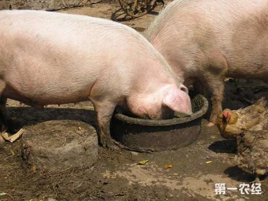 育肥猪怎么不上膘,猪育肥后期快速增肥技术 