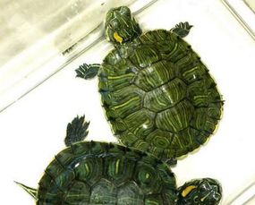 巴西龟怎么看年龄 巴西龟看年龄的方法