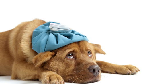 狗狗经常肠胃不适 有可能是胆囊出了问题,狗狗常见的五种胆囊病