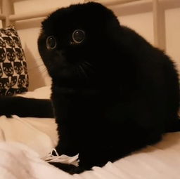 超可爱的 小煤球 ,萌到你怀疑人生,我已经决定要养一只黑猫了