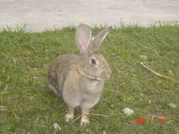 比利时兔 广西兔业养殖3
