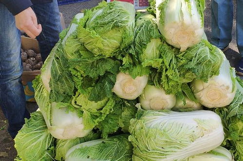 冬天十大耐储存蔬菜排行榜,冬天有哪些反季节蔬菜？