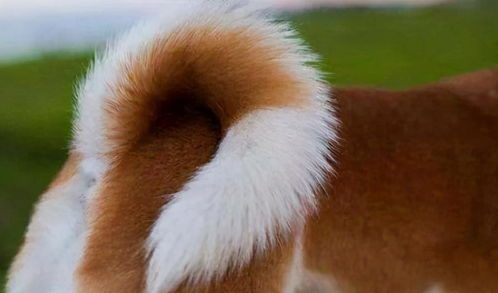 卷尾巴 的狗狗,为什么很多人养 其实有7个原因