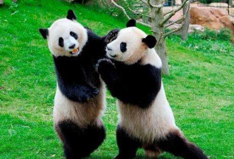 国宝大熊猫,你以为都像电视上看到的那么呆萌可爱吗