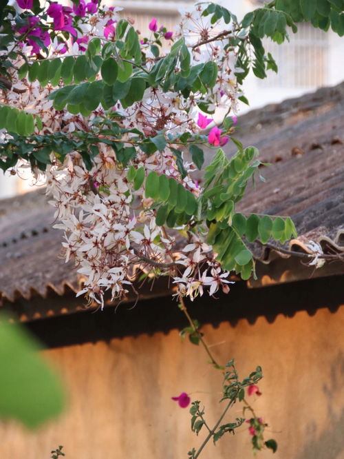 普洱 泰国樱花正当时 快去和花花合个影吧 