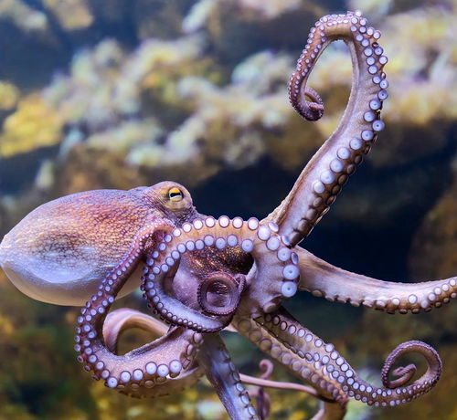 章鱼有9个大脑能编辑基因,智商高到无法理解,为何没发展出文明 