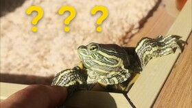 巴西龟开心的表现 巴西龟哪里不能摸