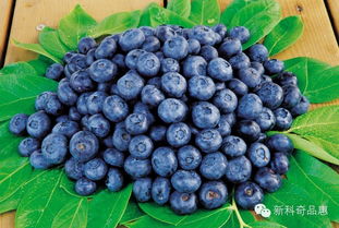 浆果之王 蓝莓,既营养又养生