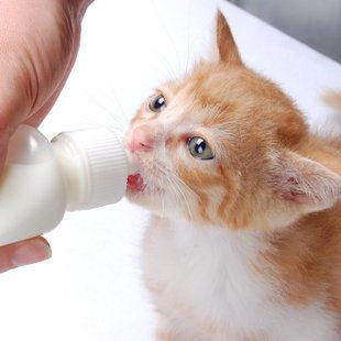 幼猫幼犬喝宠物羊奶粉喝到多大 成年老年猫犬需要喝宠物羊奶粉吗
