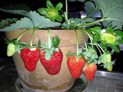 盆栽草莓五月份可以种植么,该怎么种 