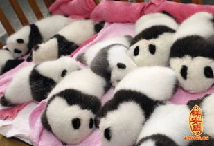 做梦梦见小熊猫是什么意思 周公解梦 
