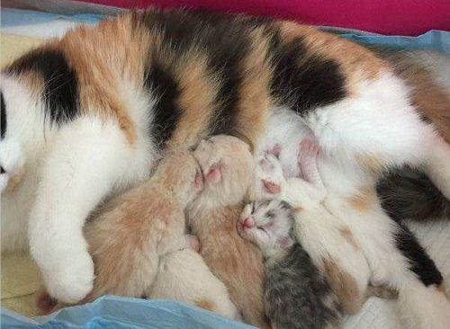 哺乳期闹猫会影响小猫吗