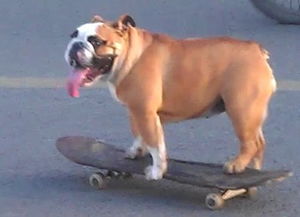 法斗是不是天生就会滑板,什么品种狗狗适合玩滑板？
