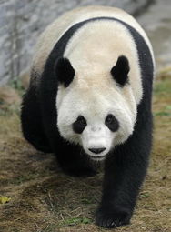 大熊猫 星徽 好好 离开中国保护大熊猫研究中心都江堰基地 