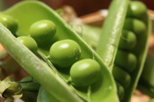 新鲜豌豆放在冰箱里开始发芽了能吃吗 