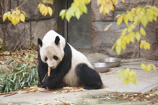 跟着多妹看滚滚 北京动物园熊猫馆全攻略