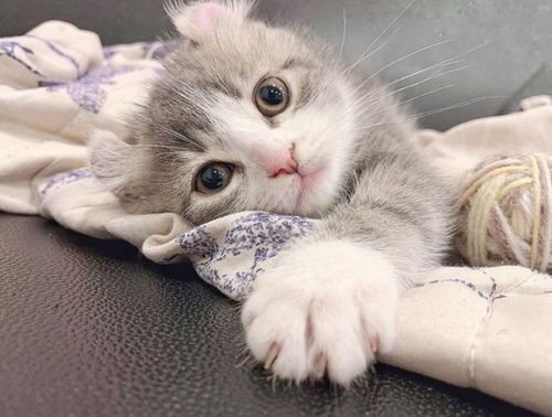 网友新买了只小猫咪,它竟长了一对奇怪的耳朵,太可爱了吧