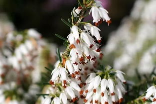 12月19日射手星座花 雪片花 欧石南树丛