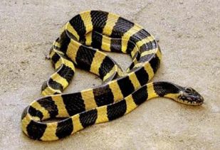 我国野外最常见最危险最毒的十种蛇,遇见了千万要躲开 不要作死 眼镜蛇不过排第五