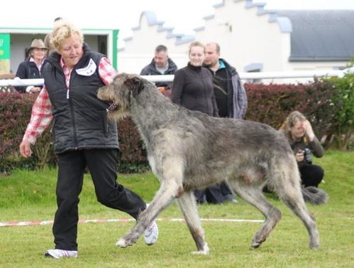 听说过爱尔兰猎狼犬吗 这种狗狗的体型可能会超乎你的想象
