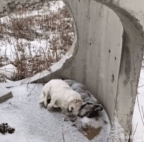 吉林一黑一白两只小狗,依偎死在冰天雪地中,画面痛心可怜