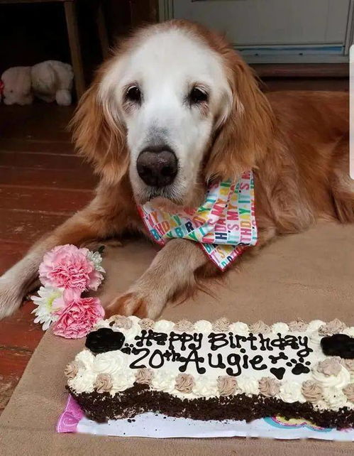 它是第一只20岁的金毛犬 超过十万人祝它生日快乐,狗生已经值了