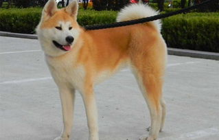这种狗狗是日本国犬,对主人非常忠诚,且价值不菲 