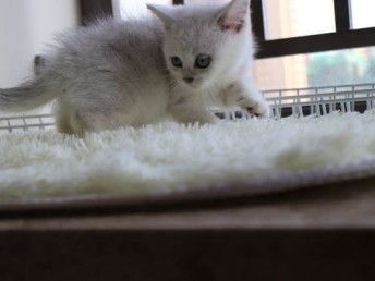 图 银色渐层小猫咪 纯种英国短毛猫 弟弟妹妹都有可送货 北京宠物猫 