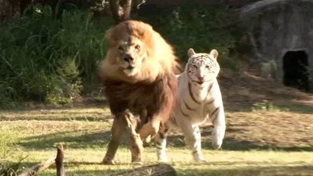 老虎狮子二者谁更强 老虎有哪些先天优势是狮子不具备的 