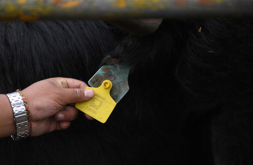 青海 牦牛藏羊质量安全可追溯规模超400万头 只