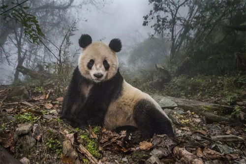 大熊猫找配偶好难 不看颜值靠真心,苦苦等了7天,最终获得芳心