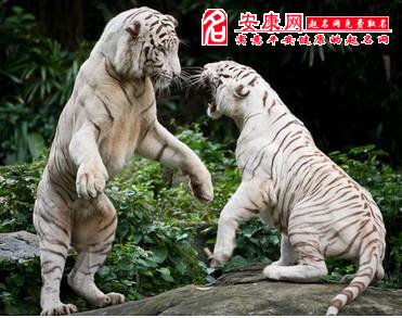 梦见两只老虎(梦见两只老虎一只大的一只小的