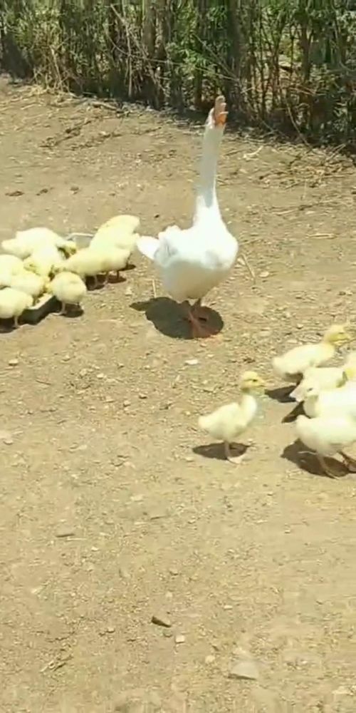 自从这只大白鹅当上后妈妈以后,一个蛋都不下了,天天带着孩子们玩耍 
