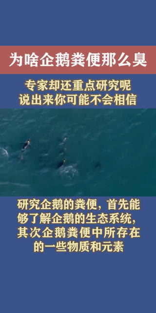 为啥企鹅粪便那么臭,专家却还重点研究呢 说出来你可能不会相信 